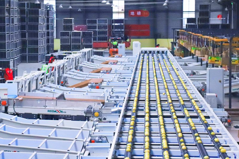 檸檬自動分選設備。潘政吉攝