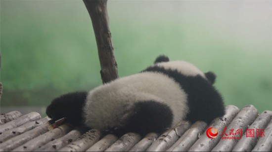成都大熊貓繁育研究基地的熊貓。人民網記者 張榮攝