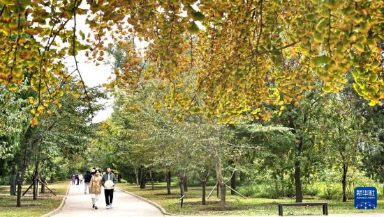 10月20日，市民游客在位于北京市的國家植物園內賞秋。新華社記者 李欣攝