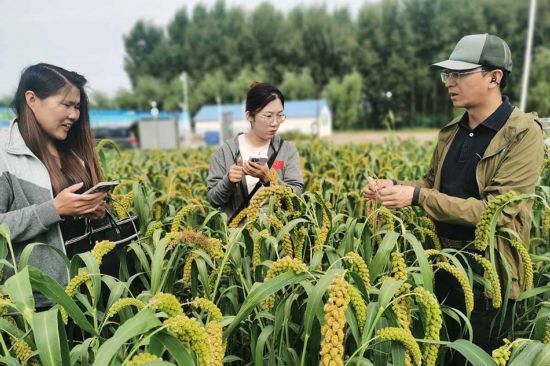 徐興?。ㄓ?）在谷子田中尋找干尖線蟲病害植株，準備分離鑒定干尖線蟲種類，為防控工作做準備。受訪者供圖